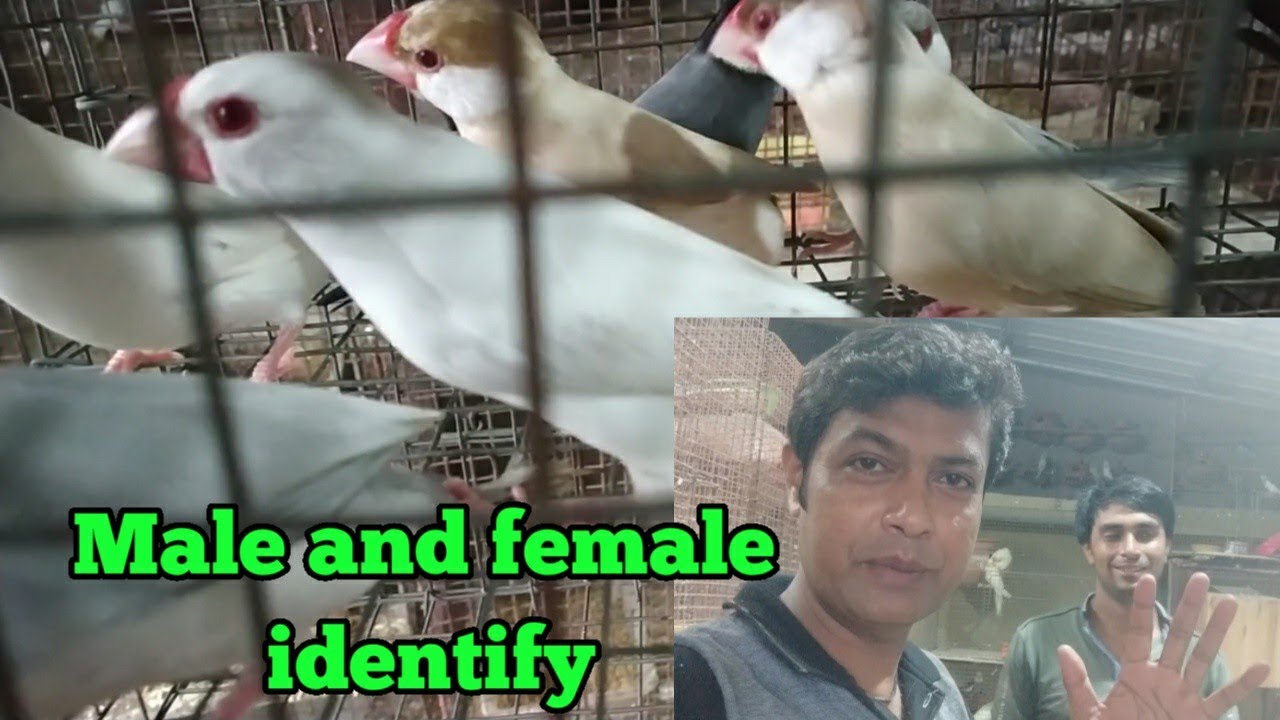 java sparrow male and female  identify