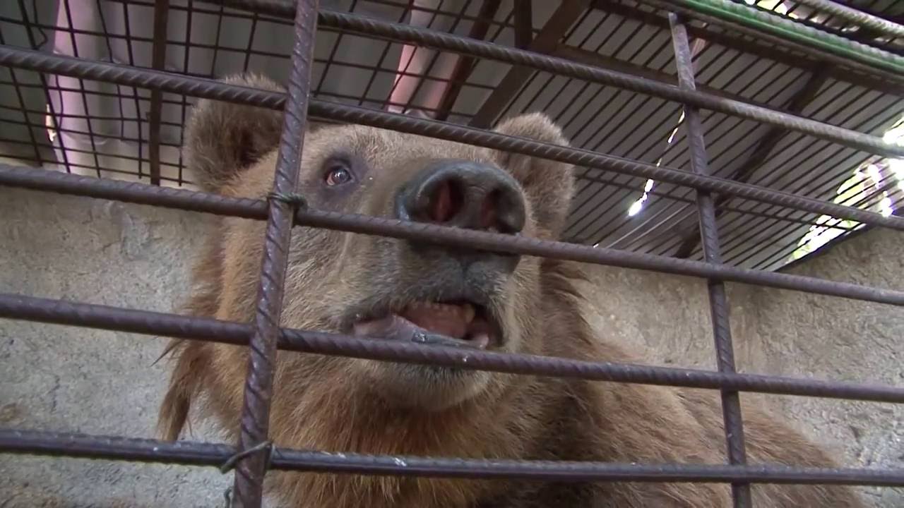 Die Kette wurde zerschnitten! Bär Pashuk ist gerettet!