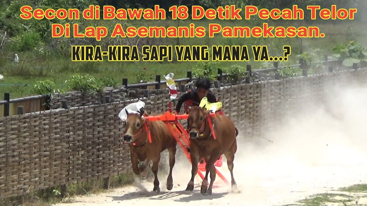 Pecah Telor Secon Di Bawah 18 Detik Di Lap Asemanis Pamekasan, Kira - Kira Sapi Yang Mana Ya...? 