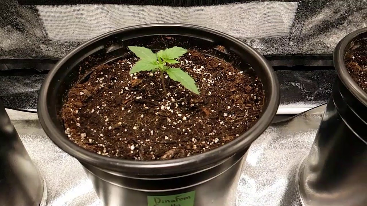 Blueberry Confidential photo period cannabis plants in bloom a variety of autos photo cannabis veg