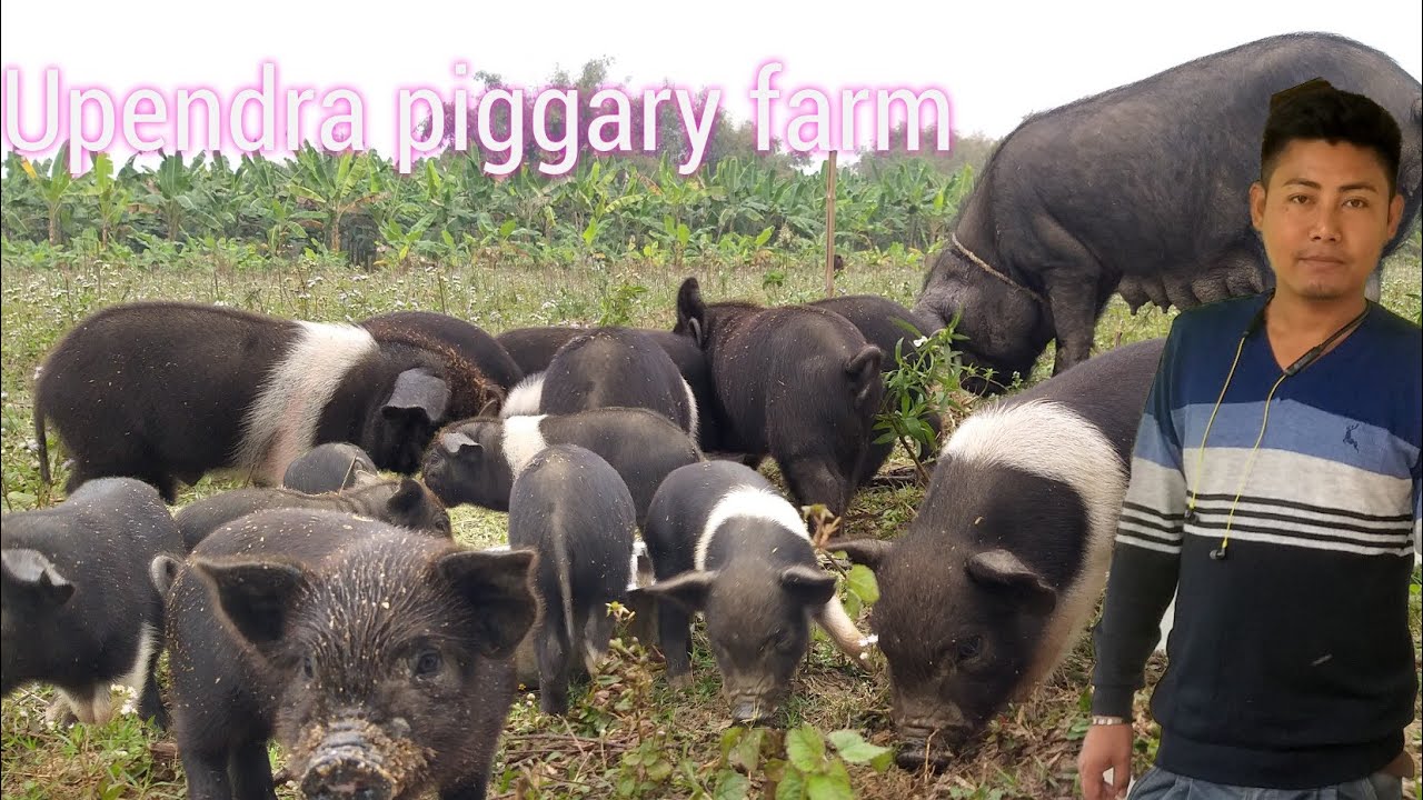 Pig farm in Assam || piggary project || Upendra pig farming low cost , Chirang