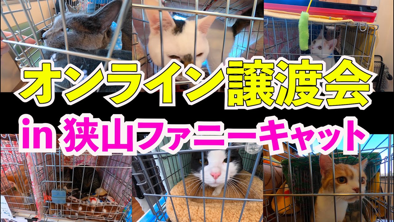 【オンライン譲渡会 5】【2020年5月9日】埼玉県狭山市保護猫カフェ　ファニーキャット【保護猫】
