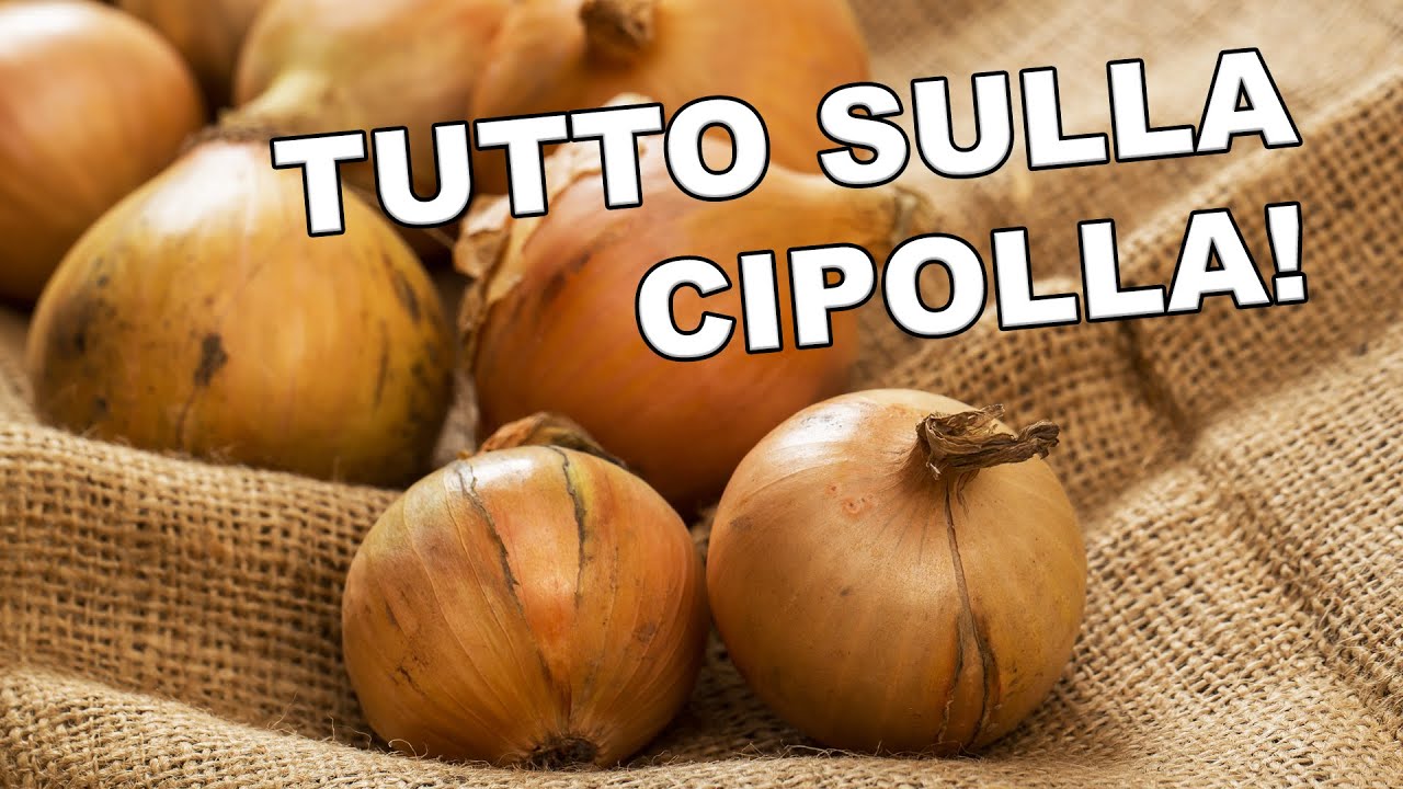 Cipolla, Ciclo, cure, raccolto