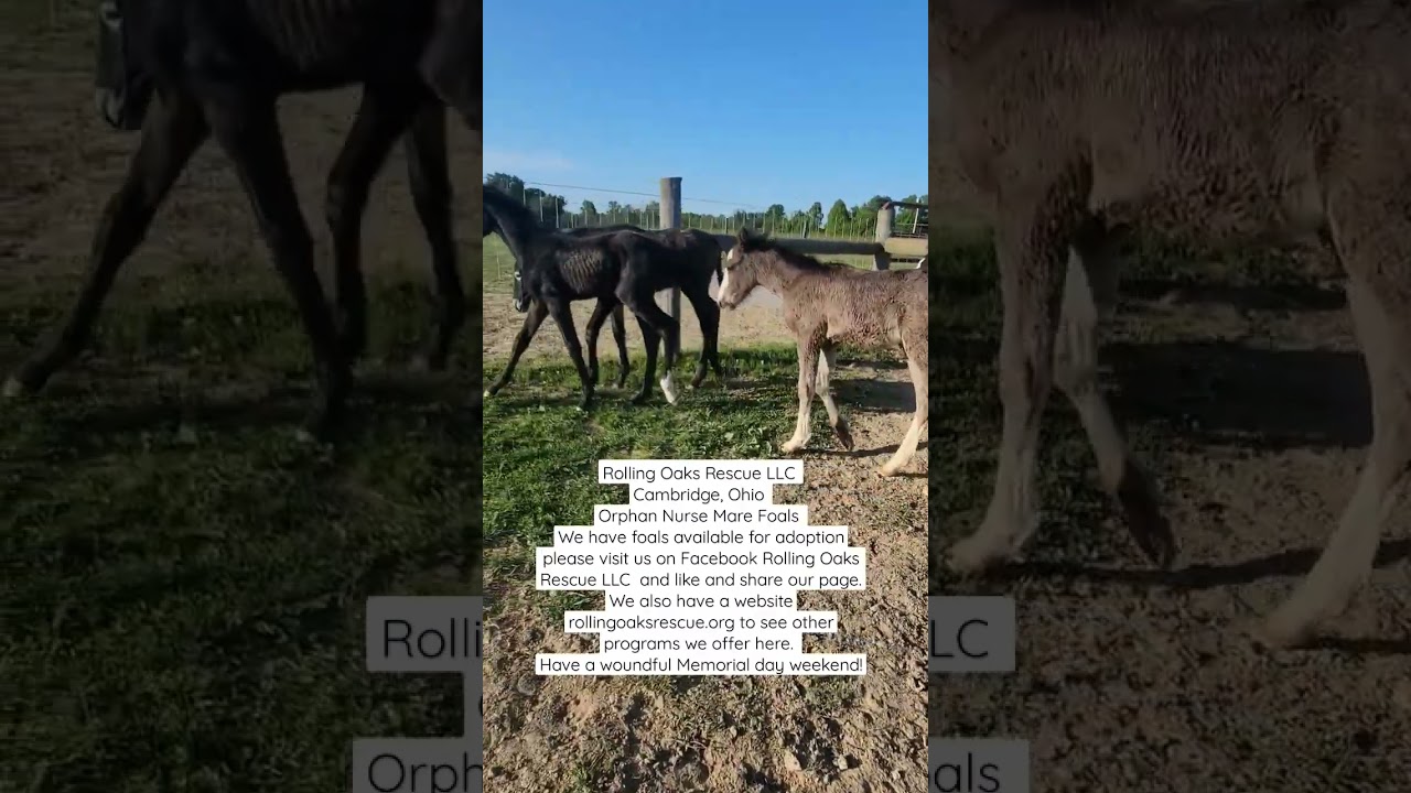 Orphan nurse mare foals farm #babyhorses #foals #donate #equestrian #adopt #horse #love #equines