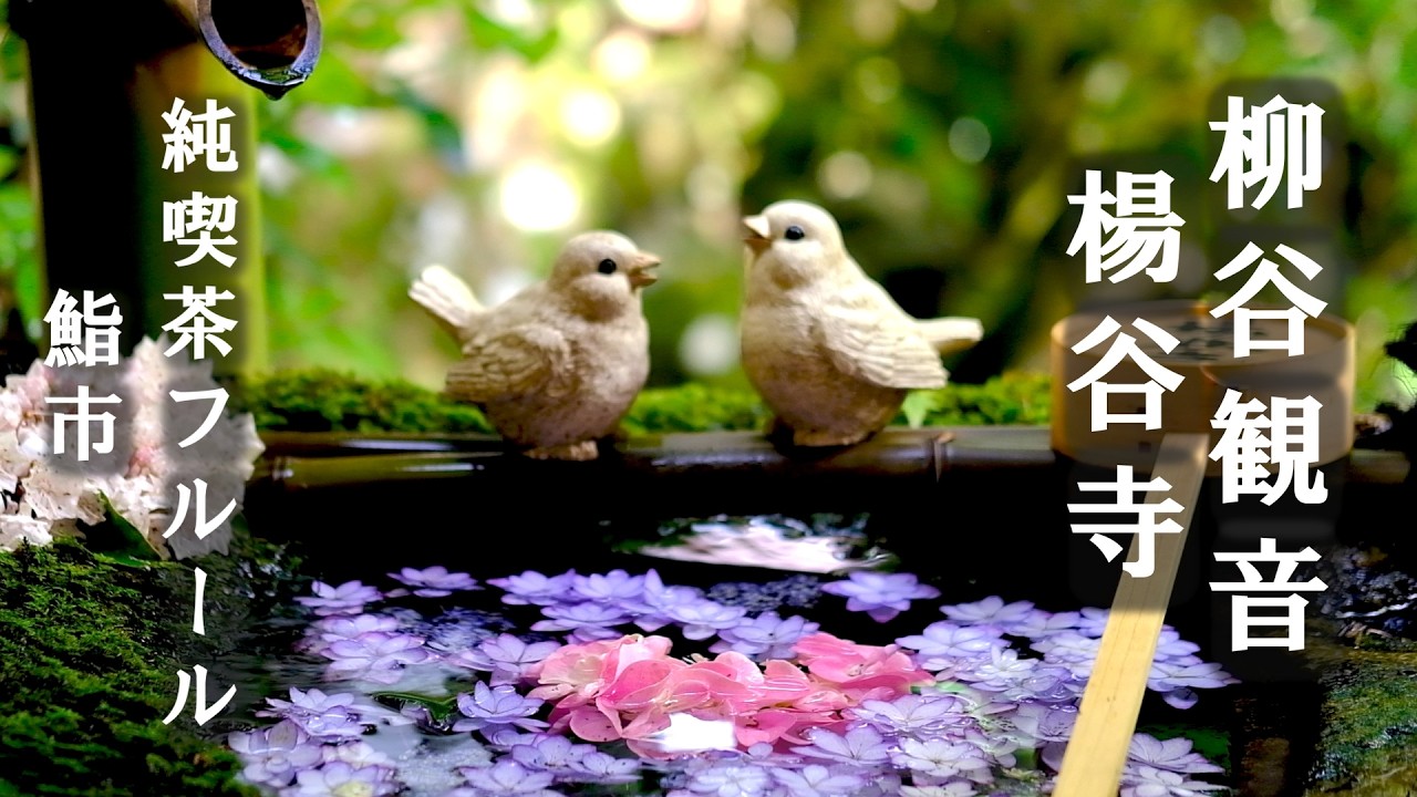 京都🌼わんこと柳谷観音楊谷寺へ！地元で人気のカフェ＆レストラン 紫陽花ウィーク 花手水  純喫茶フルール 鮨市