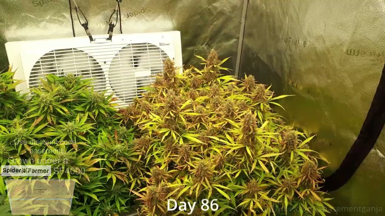 Timelapse   Seed to Harvest 154g Dry  Skunk Autoflower  Spiderfarmer SF4000 kit