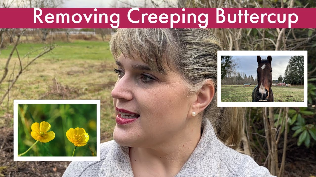 Removing Creeping Buttercup aka Rununculus Repens 🌱 [TheHappyPlaceGarden]