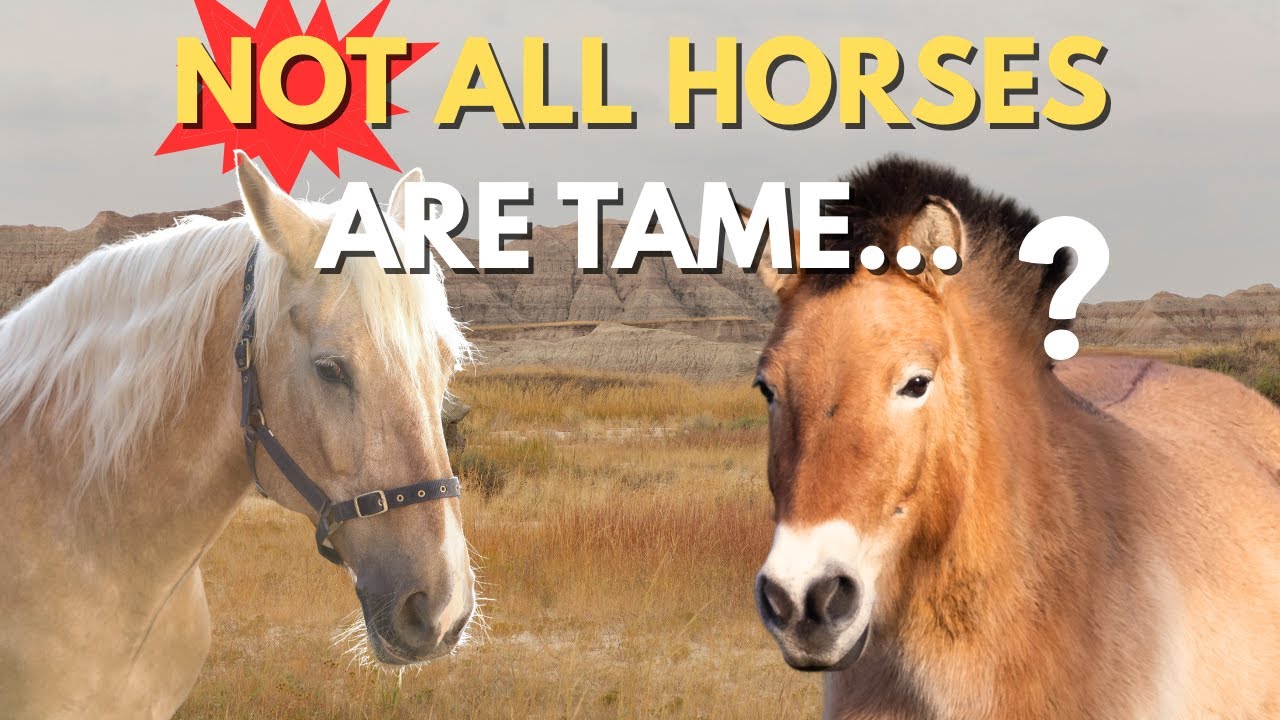 What is a Horse, Really? | A Short Documentary