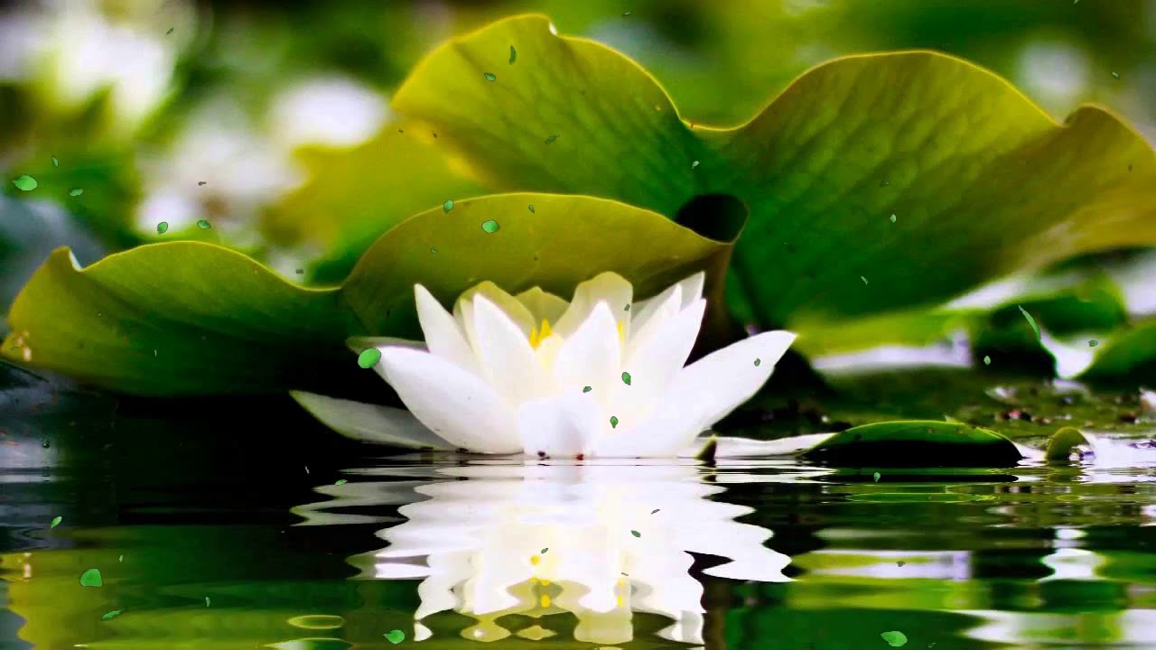 2 HOURS of BEST Buddha Meditation Song ♥ Buddhism Music, Buddhist Songs, Zen Music, Yoga