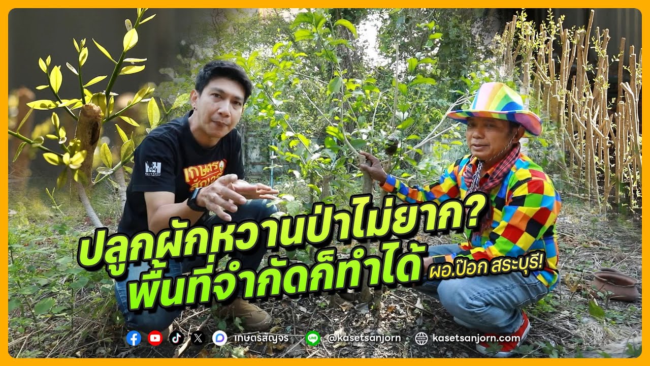 ปลูกผักหวานป่าไม่ยาก! แม้มีพื้นที่จำกัดก็ทำได้ | เกษตรสัญจร