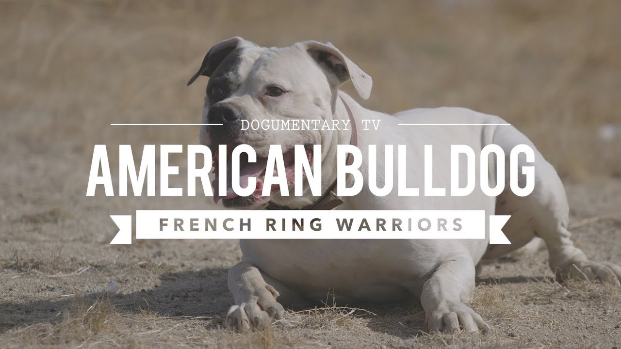 AMERICAN BULLDOGS NATURAL PROTECTORS