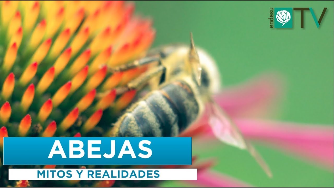 ENDESU.TV | 1: ¿Realmente se están extinguiendo las abejas?