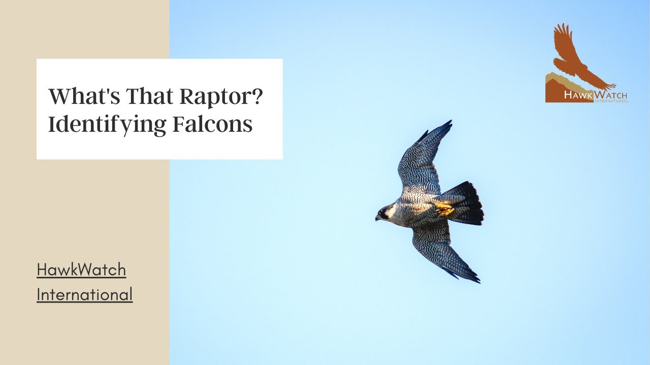 What's That Raptor? Identifying Falcons