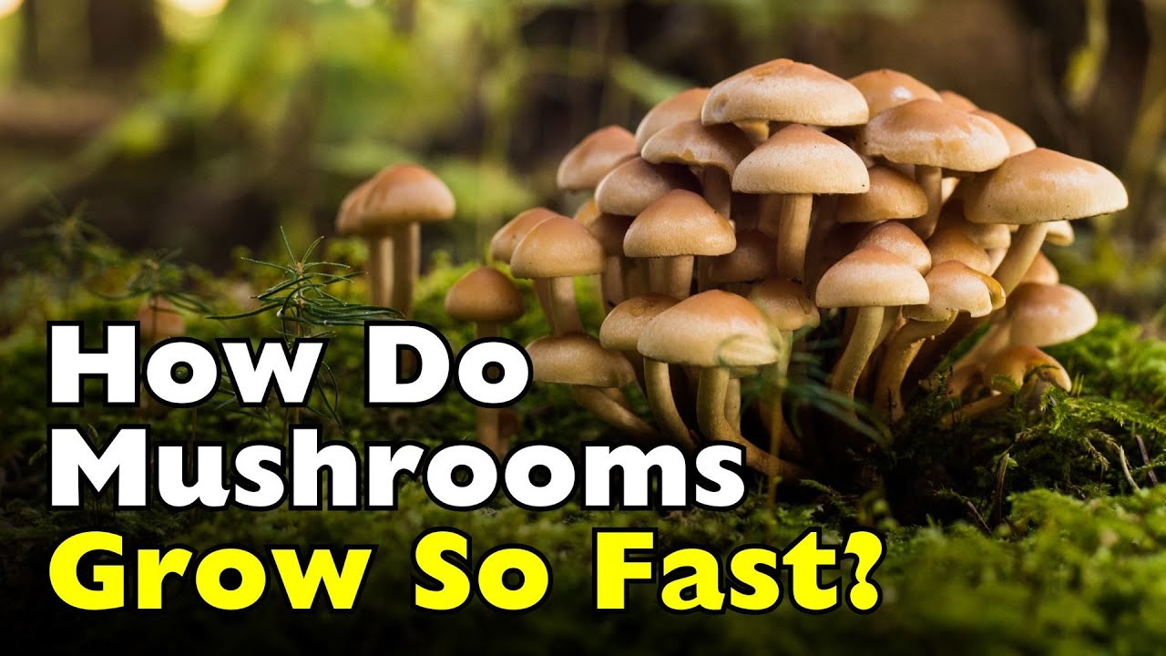 How Do Mushrooms Grow Overnight? [ID0628]