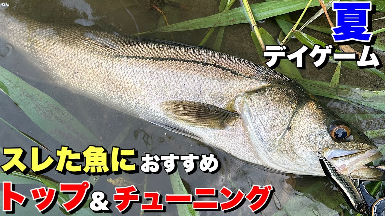 【デイシーバス】スレた魚におすすめトップとお手軽チューニング！