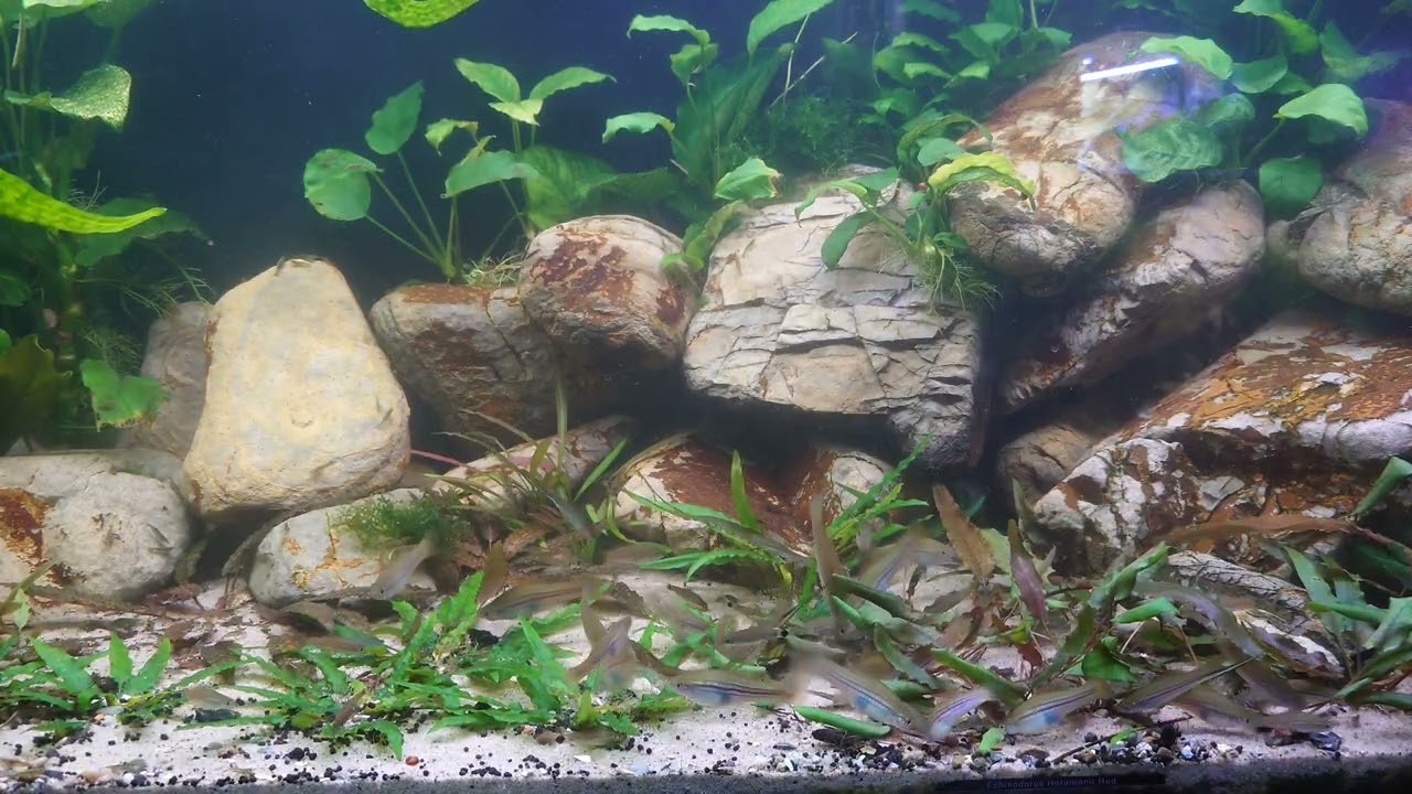 Xiphophorus mayae aquarium ❤️