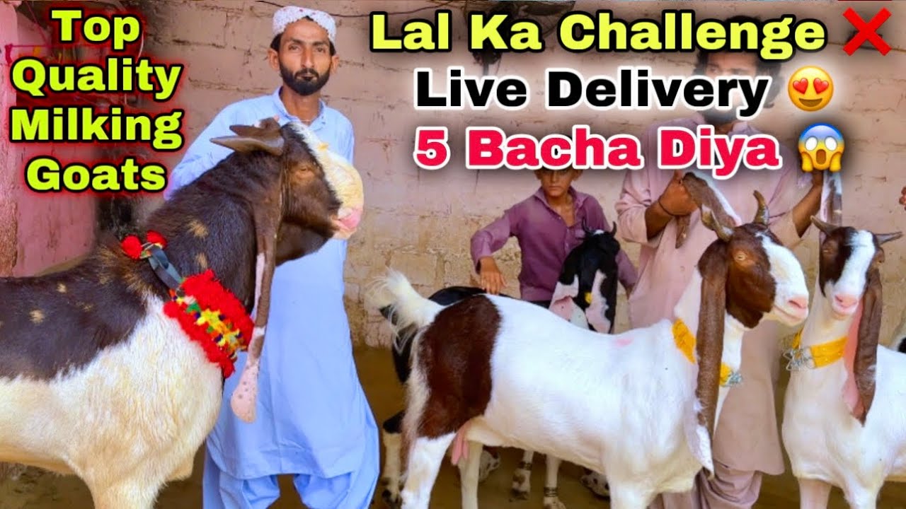 Lal Goat Farm 2026 Ki Top Quality Ki Bakriyan Or Jumbo Size Ka Breedar Le Aya 😍 || Bakra Mandi