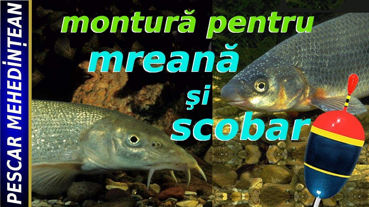 Montură pentru mreană şi scobar
