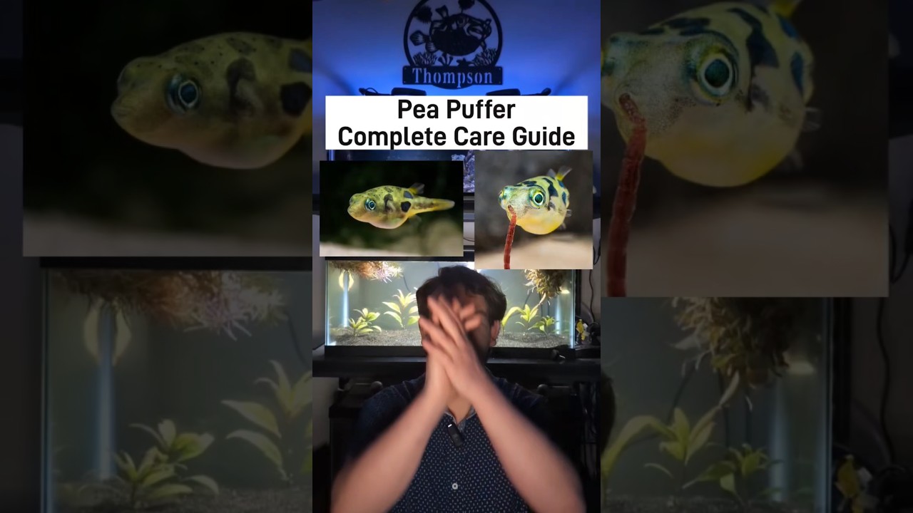 Pea puffer Care Guide #thompsonaquatics #peapuffer #aquariumfish #aquarium