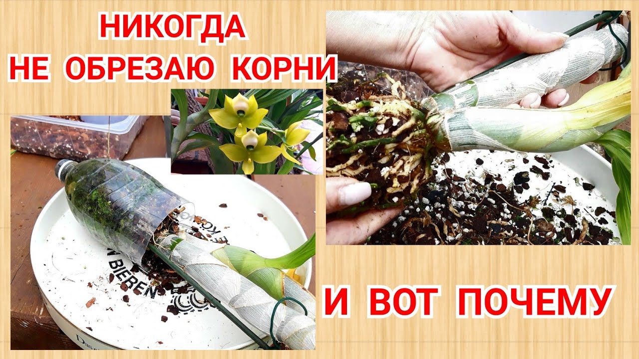 Катасетумные  пересадка из бутылки, корни орхидеи после периода покоя.