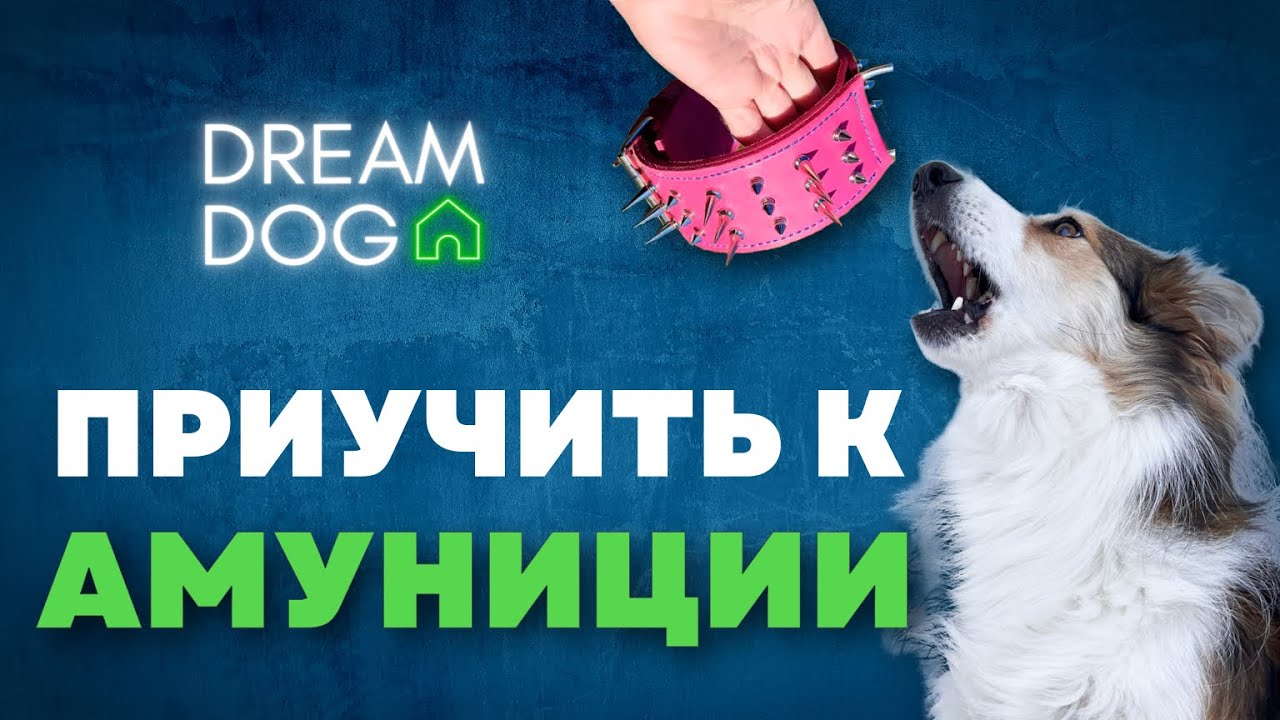 Щенок боится ошейника или шлейки? Приучить собаку к амуниции