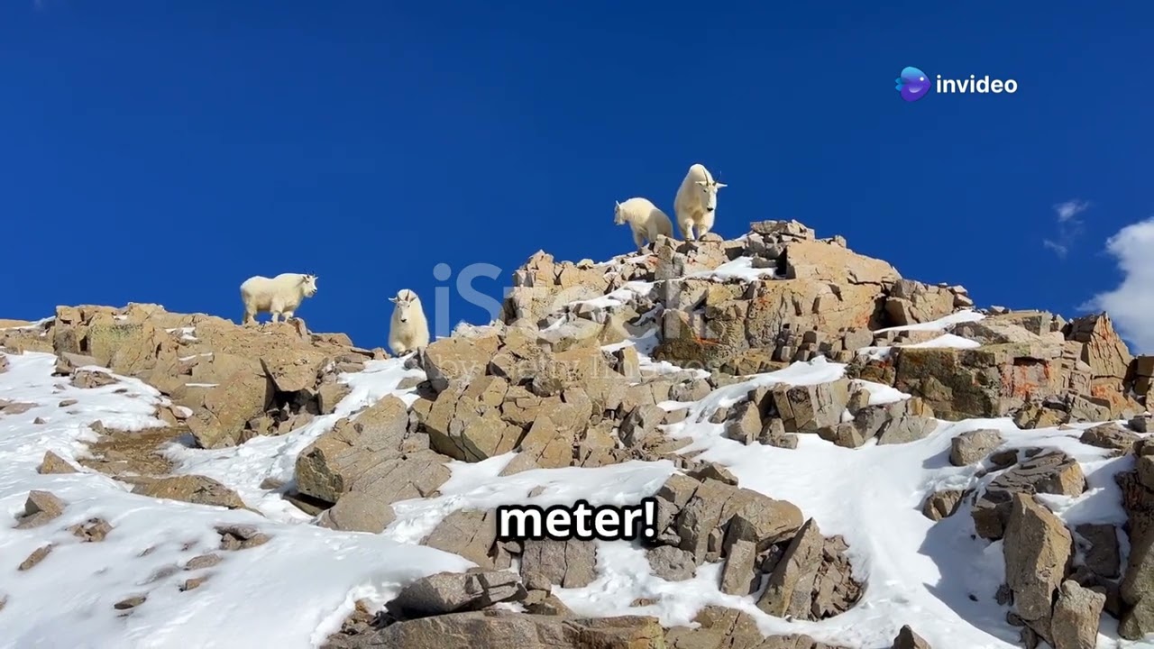 invideo ai 1080 Berggeiten  De Meesters van de Bergen! 2025 03 15