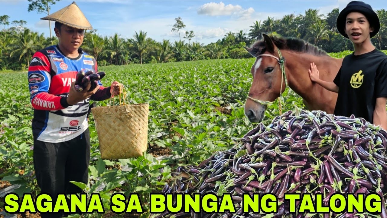 Bagong kabayo ni utoy ang ganda Dumarami na ang bunga ng talong...Araw araw harvest na