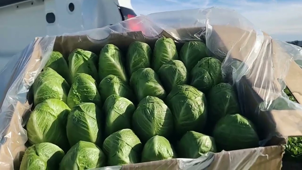 Live From The Fields: 24-count Markon First Crop (MFC) Artisan Romaine