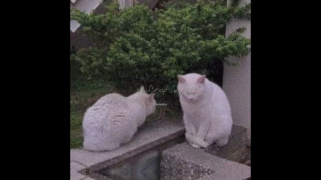 Love you 🤍|WhatsApp Status Lo-fi Slowed Song Status 