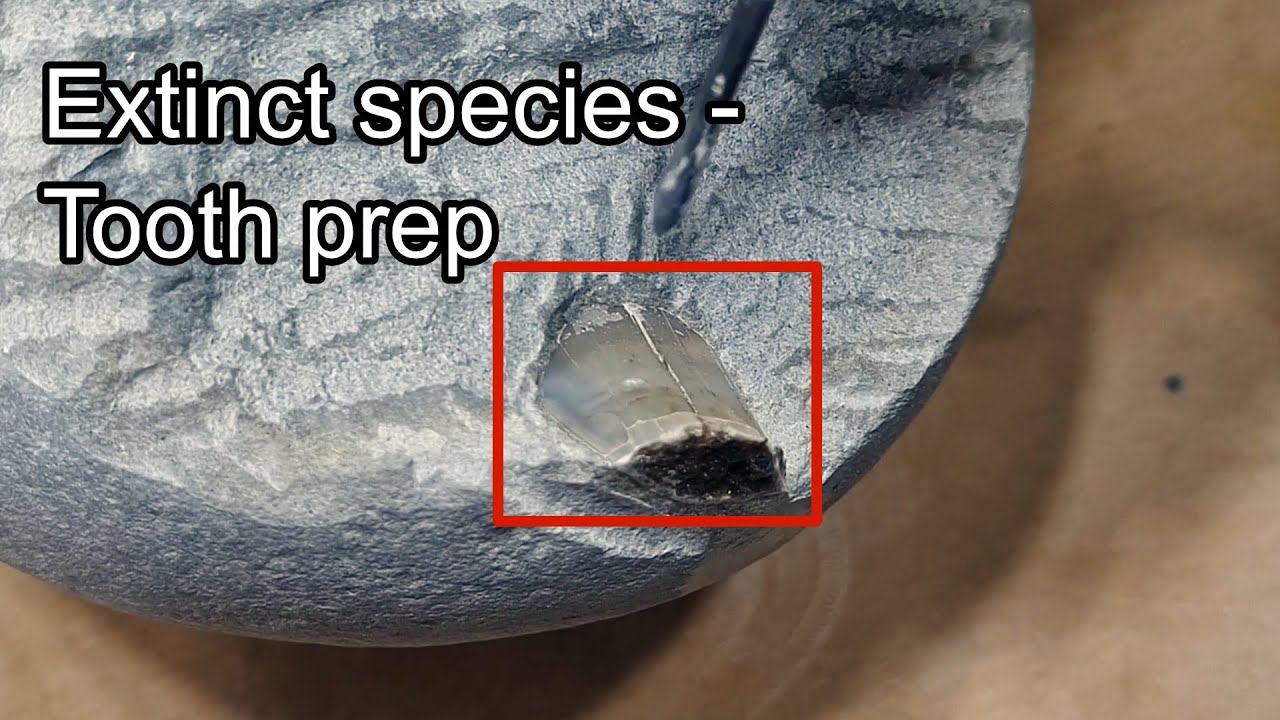 Fossil shark tooth? Let's find out!