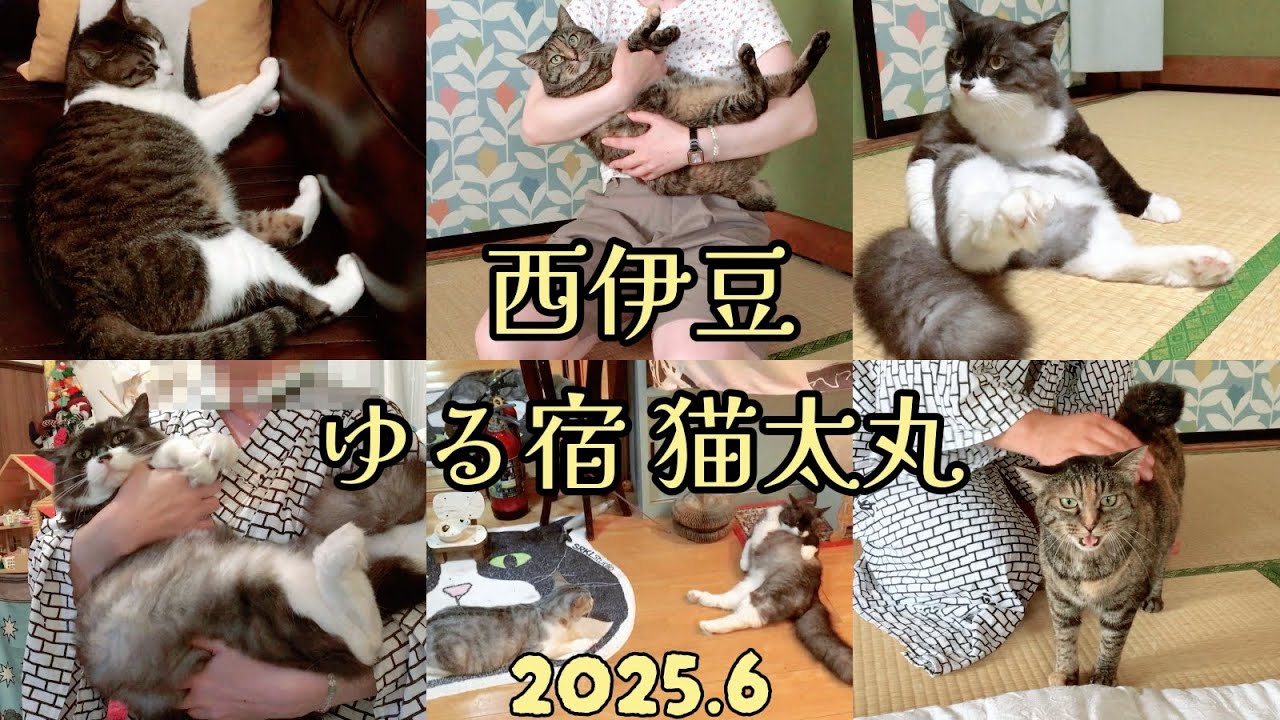 【猫のいる民宿】西伊豆 ゆる宿 猫太丸 2025.6 Nishiizu Relaxed Inn Nekotamaru, a guesthouse with cats in Japan