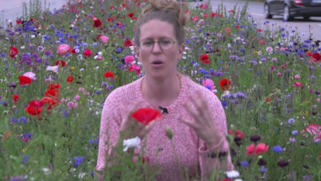 Blomstrande vägar eller blommande fält i trädgården , balkongen eller i vägrenen
