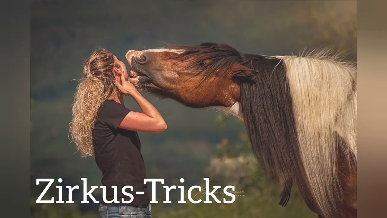 Bodenarbeit, Zirkuslektionen, Show-Tricks, Freiarbeit