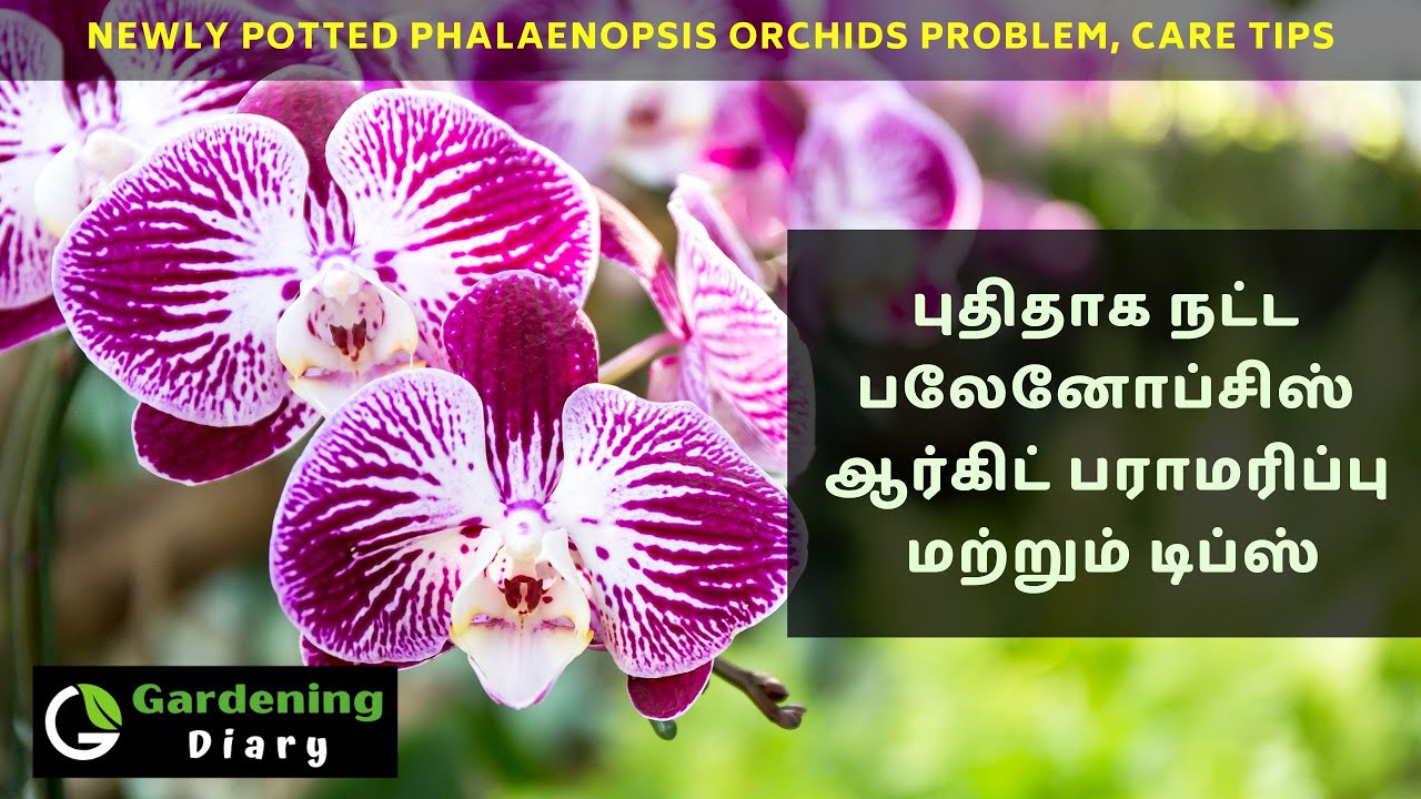 புதிதாக நட்ட பலேனோப்சிஸ் ஆர்கிட் பராமரிப்பு மற்றும் டிப்ஸ் - Newly potted phalaenopsis orchid care