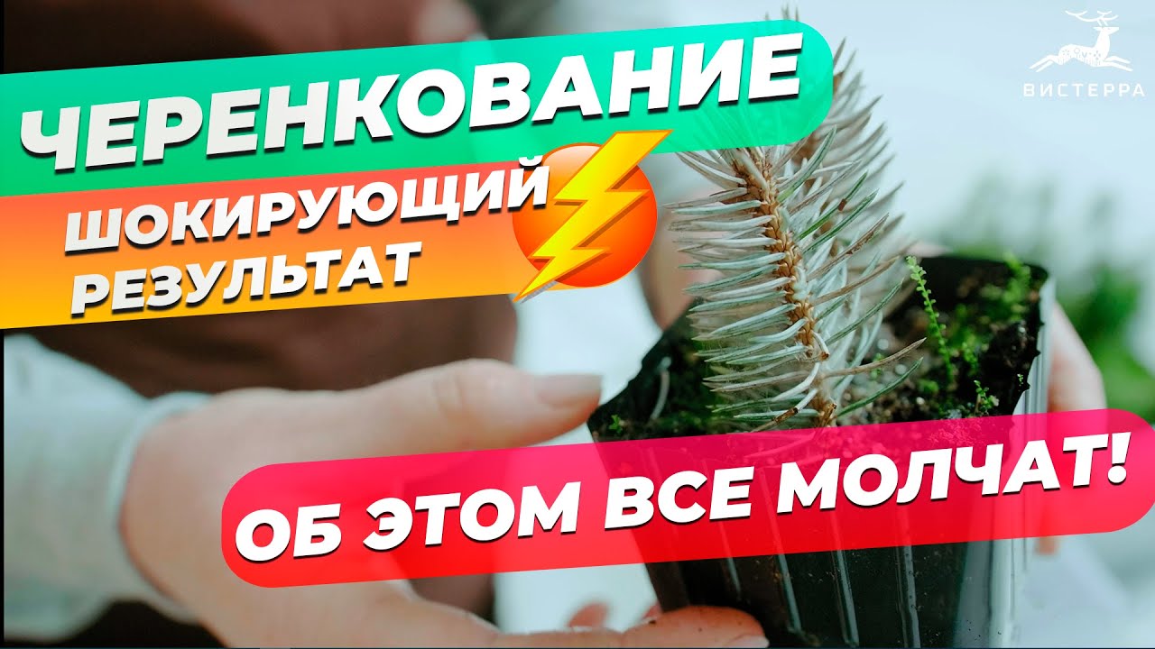 ЧЕРЕНКОВАНИЕ ГОЛУБОЙ ЕЛИ ЗИМОЙ | КАК НАС ДУРЯТ! | РЕЗУЛЬТАТ ЧЕРЕНКОВАНИЯ