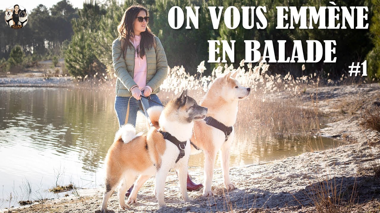 AKITA EN BALADE #3