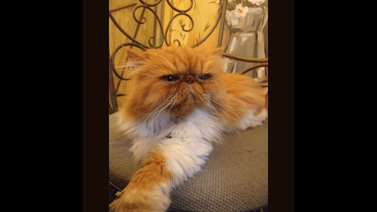 🐱☕ Recenze kavárny Cats & Coffee Praha – místo, kde vládnou kočky a klid.