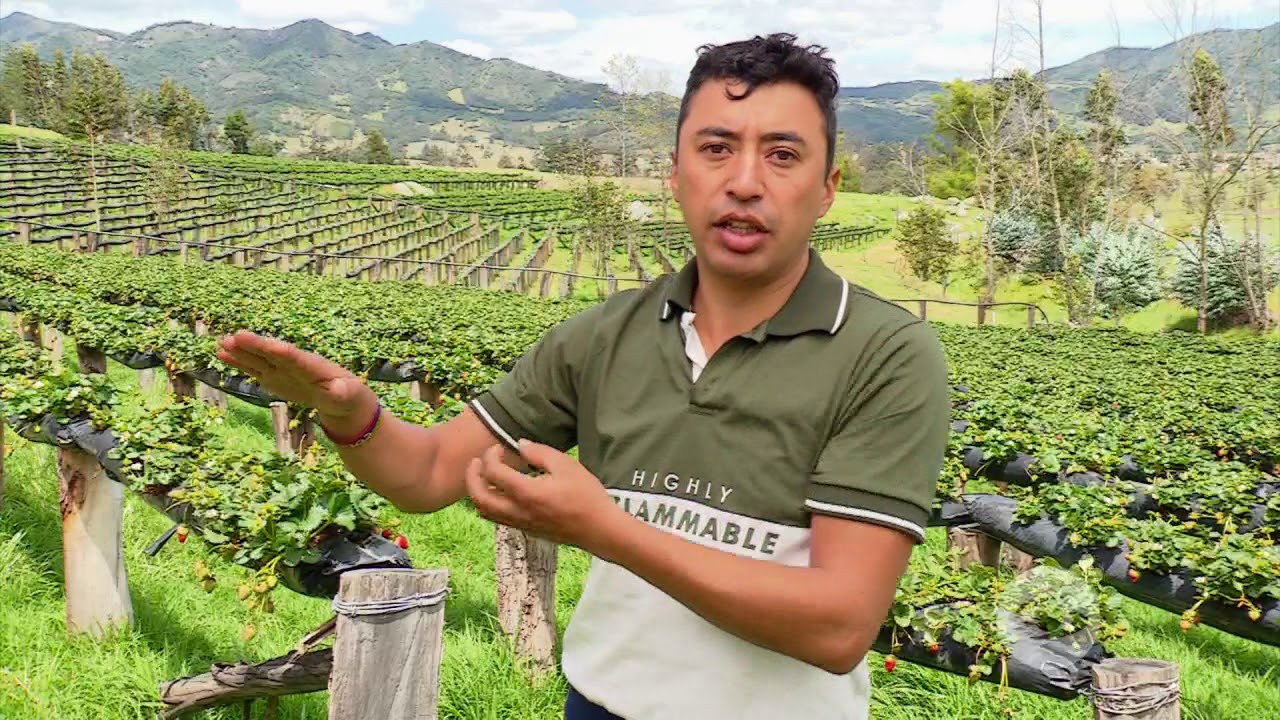 Cultivo semi hidropónico de fresas | La Finca de Hoy
