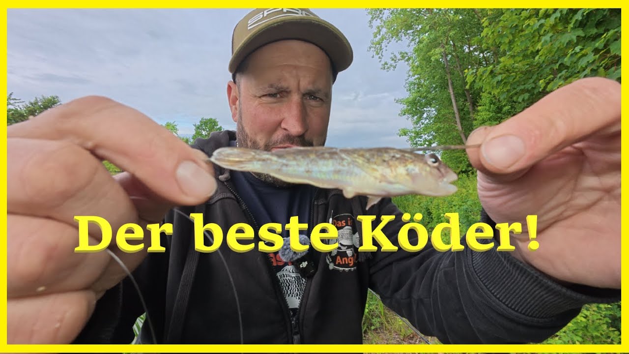 Allround-Angeln am Mittellandkanal gelingt es mir mit Wurm und Köderfisch den Kanal zu knacken?