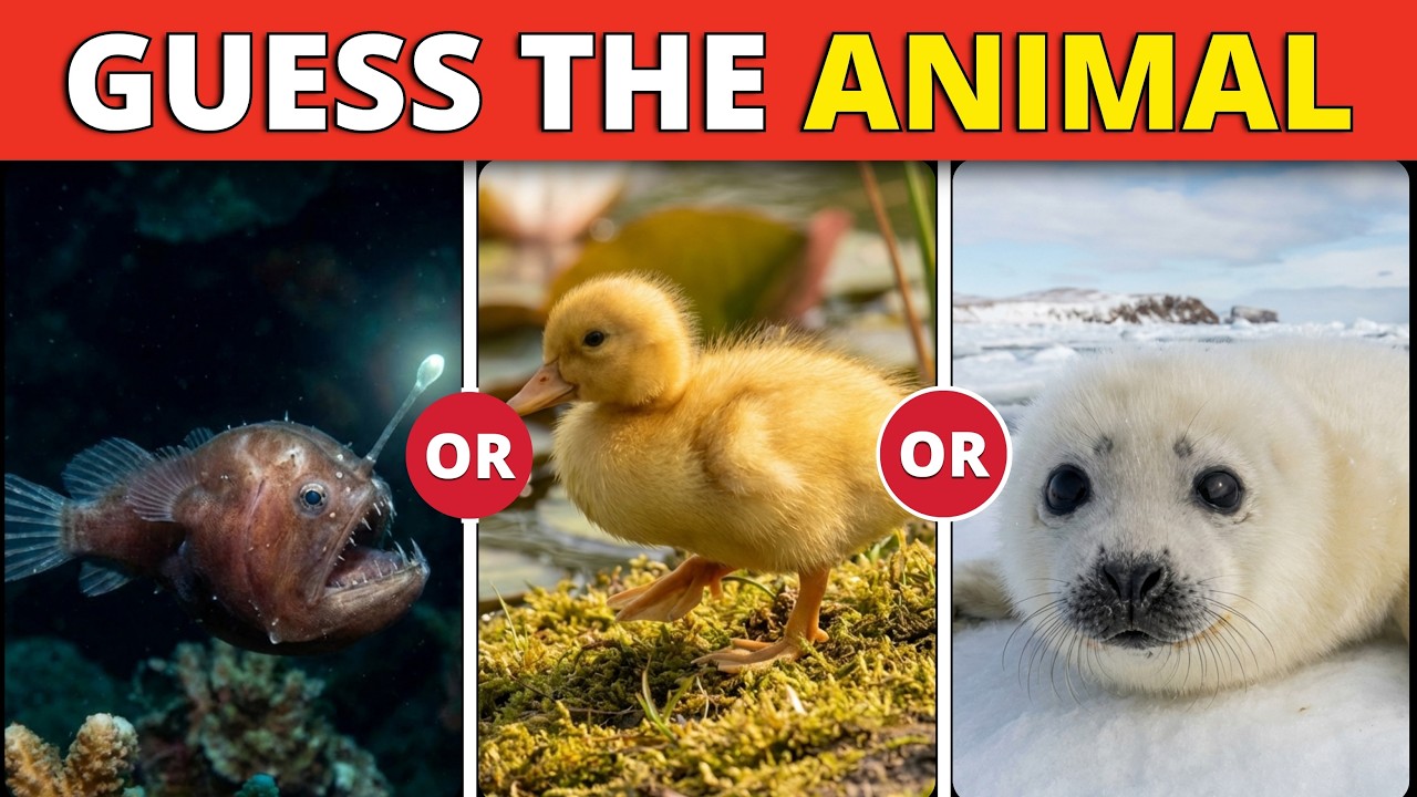 Guess the Animal Quiz in 3 Seconds | 1–4 Levels | Easy, Medium, Hard, Impossible | Funny Quiz