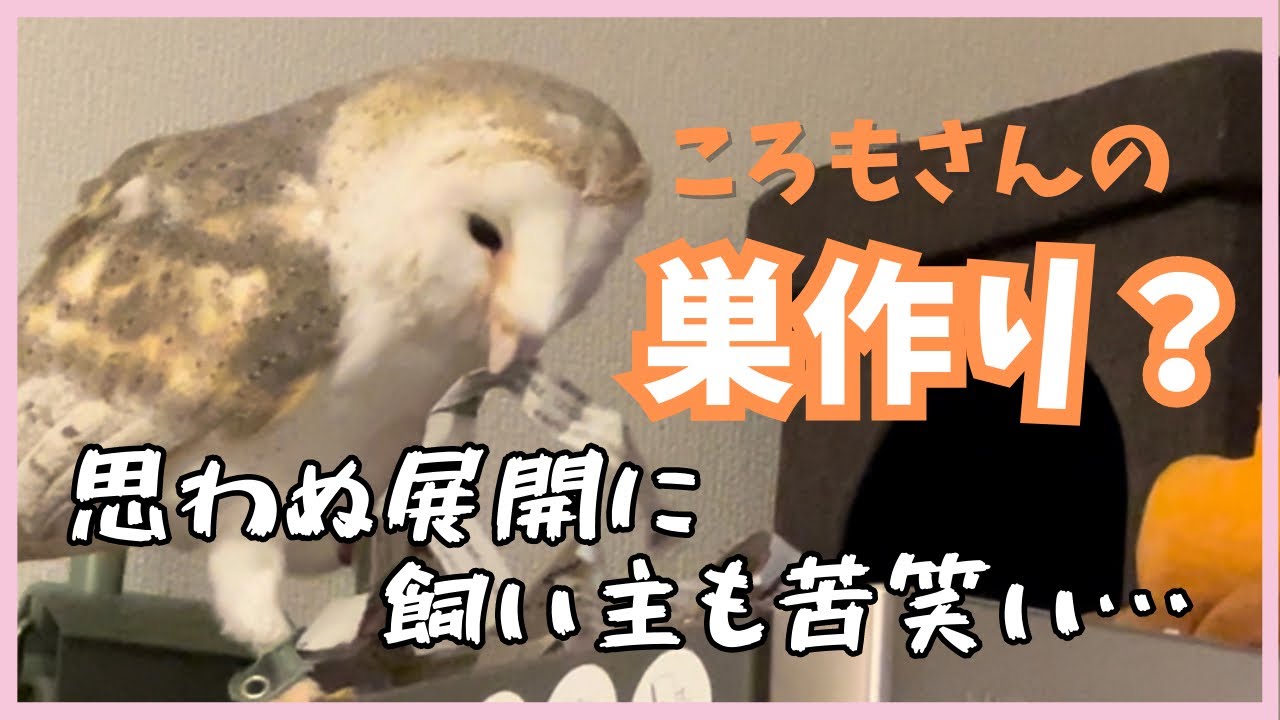 新しいお家で巣作りに挑戦？