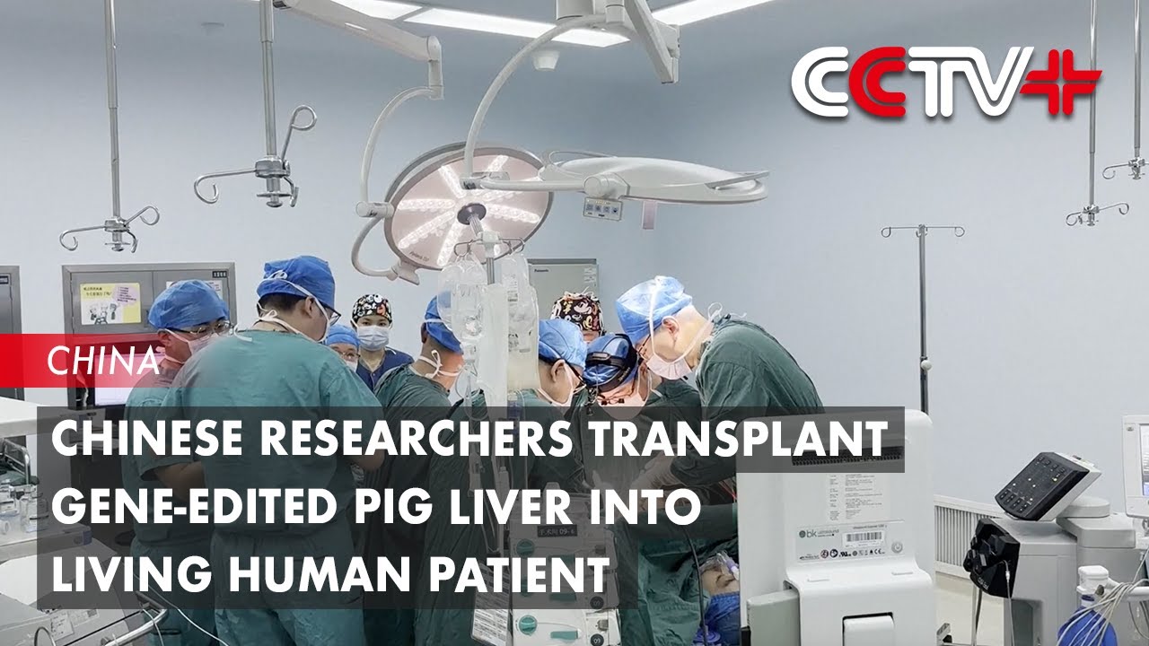 Chinese Researchers Transplant Gene-edited Pig Liver into Living Human Patient