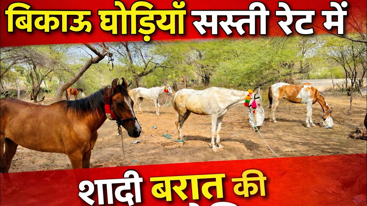बिकाऊ घोड़िया! बिकाऊ संजाब अबलक घोड़िया! बिकाऊ घोड़ा घोड़ी! bikau ghoda ghodi! horse for Sale 