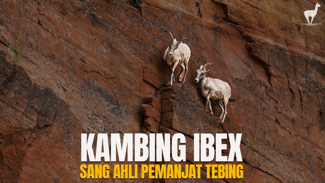 Kambing Ibex: Maestro Pemanjat Tebing, Penantang Gravitasi
