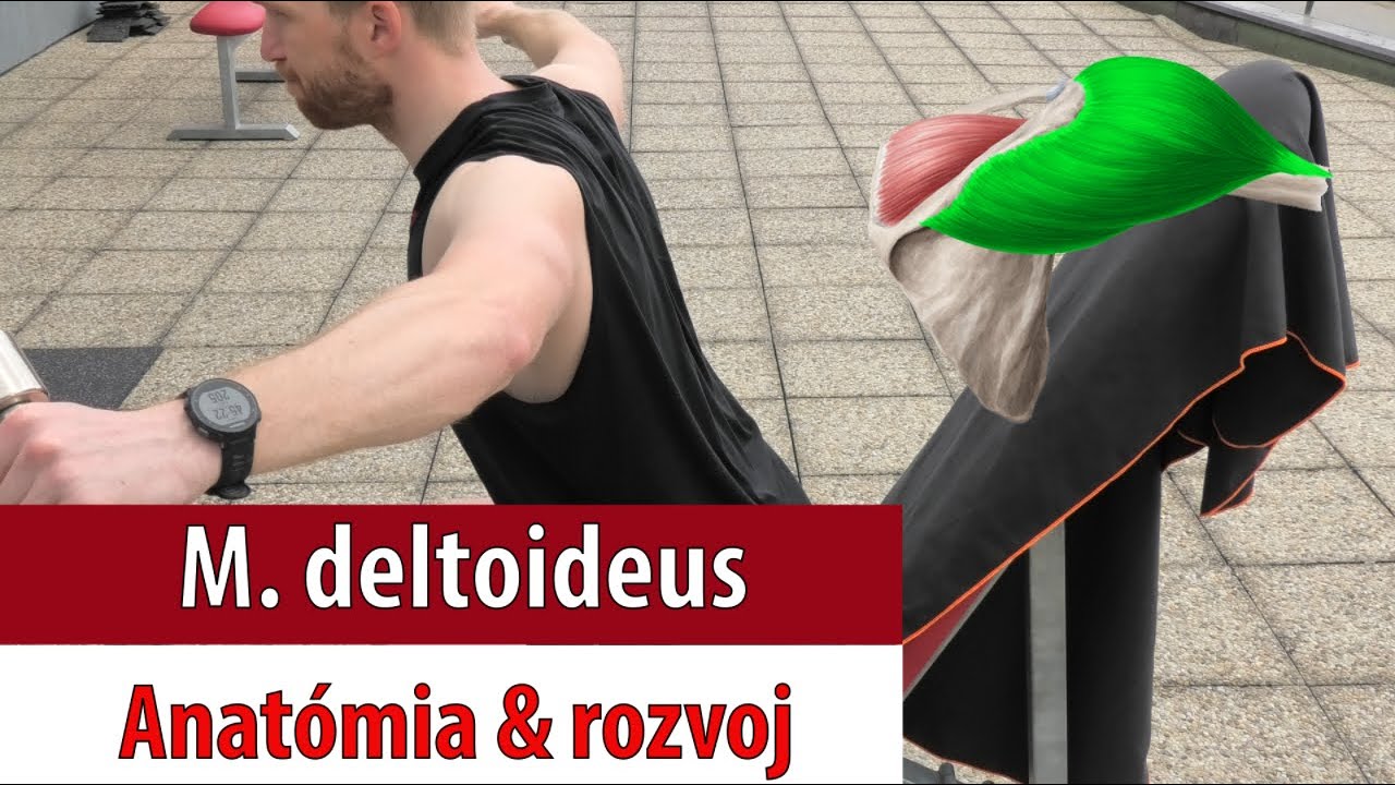 M. deltoideus - anatómia, možnosti rozvoja