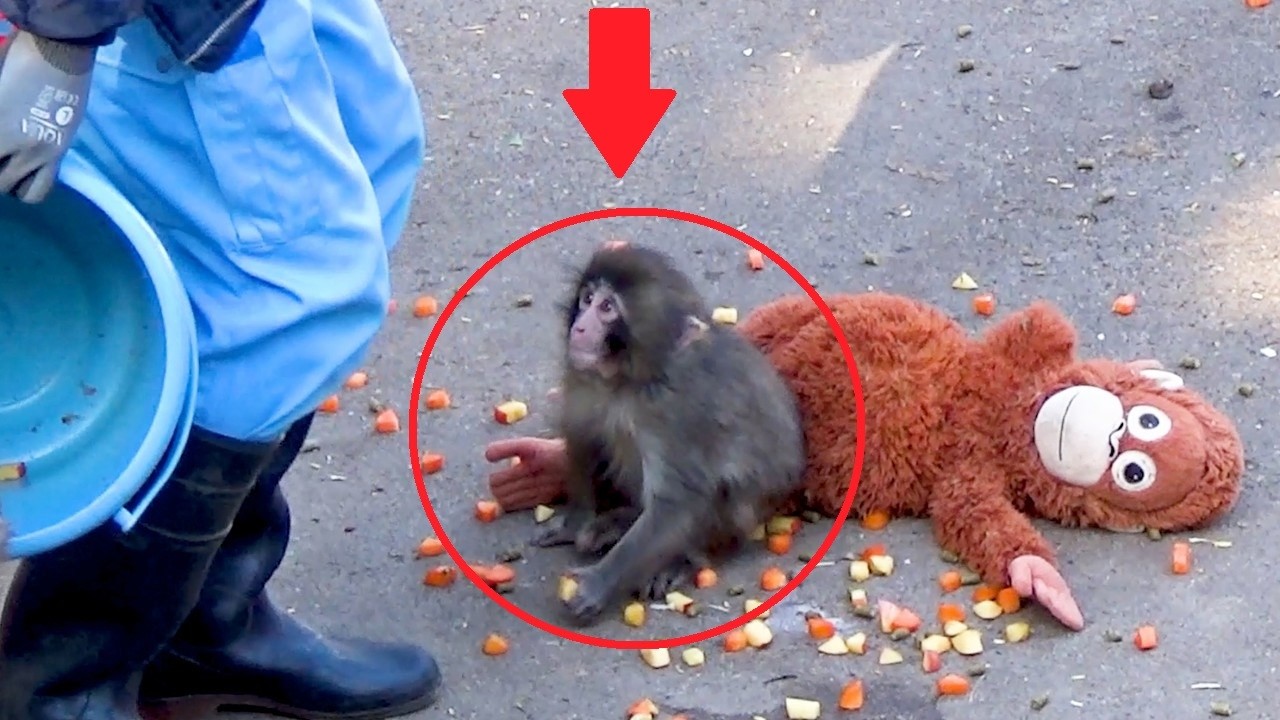 You’ll Cry Viral Punch Misses Mom… Gives Her a Long Kiss 😭