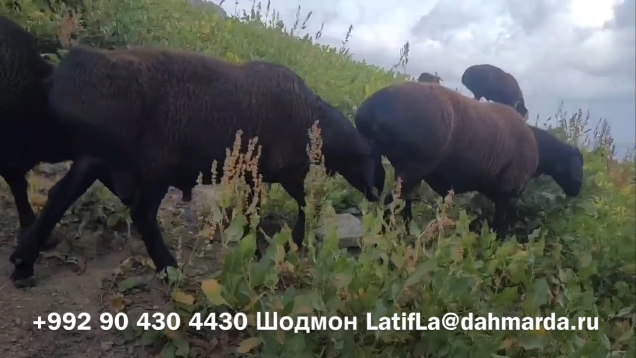 Гиссарские овцы и аборигенные САО Таджикистана -саги дахмарда из отары Шодмона