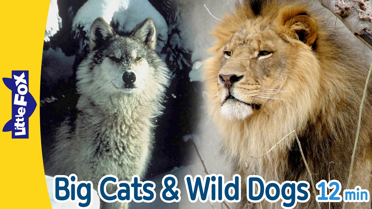 Big Cats & Wild Dogs | 12 min| cheetah, gray wolf, Siberian tiger, African lion, red fox |Little Fox