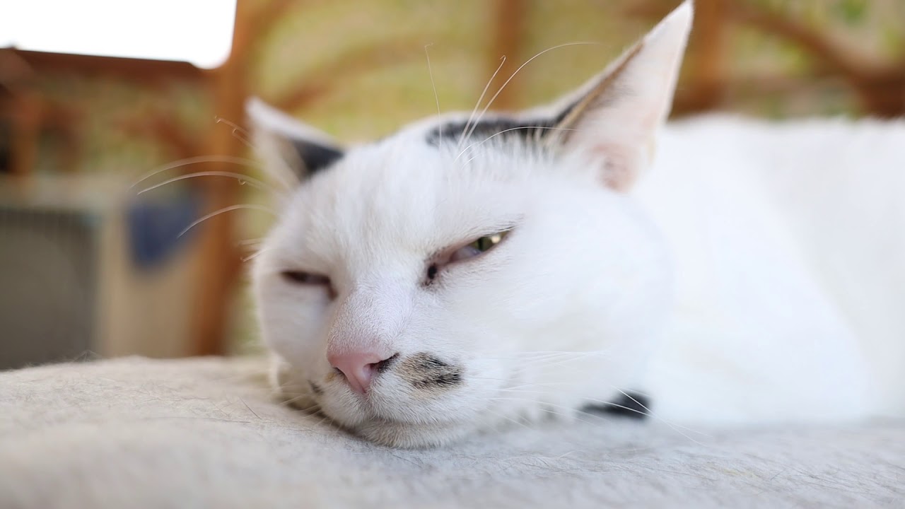 【癒やし動物23分】かわいい保護ねこのひたすらアップ