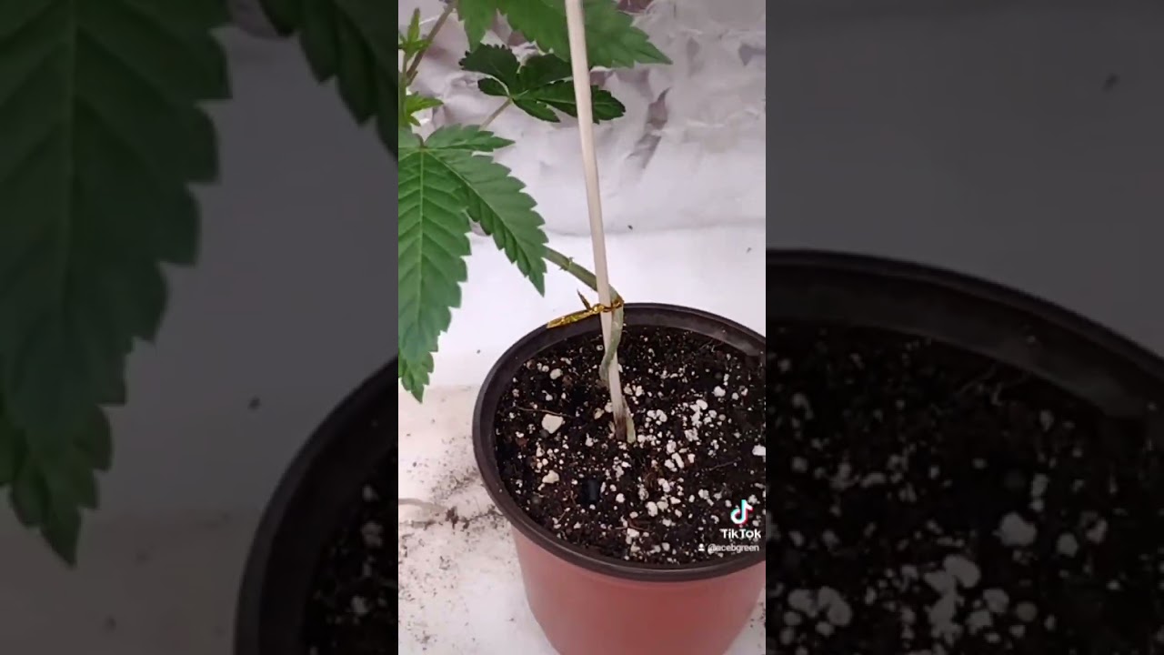 Bonsai style cannabis plant after topping
